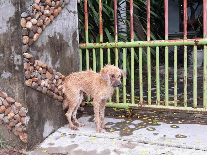 chu cho bi benh nang chon cai chet xa nha va hanh dong dang khen cua chang trai tot bung - 1