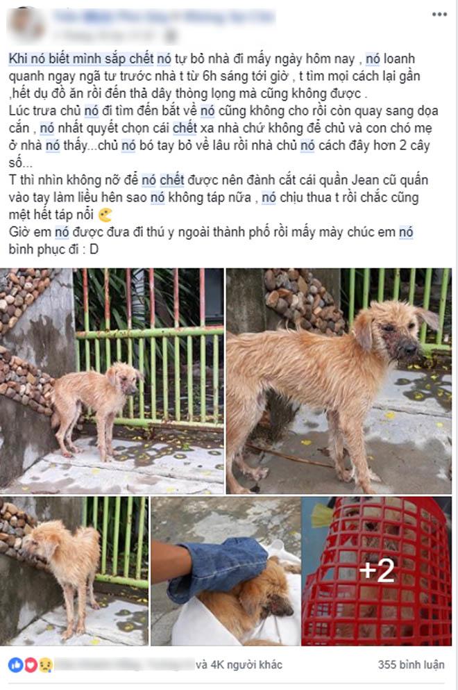 chu cho bi benh nang chon cai chet xa nha va hanh dong dang khen cua chang trai tot bung - 2