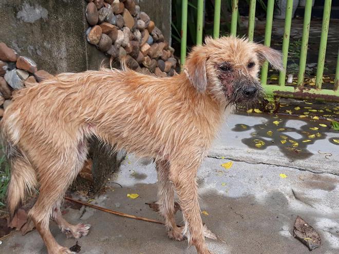 chu cho bi benh nang chon cai chet xa nha va hanh dong dang khen cua chang trai tot bung - 3