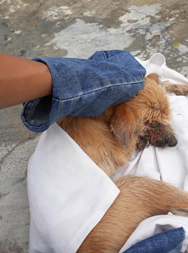 chu cho bi benh nang chon cai chet xa nha va hanh dong dang khen cua chang trai tot bung - 4