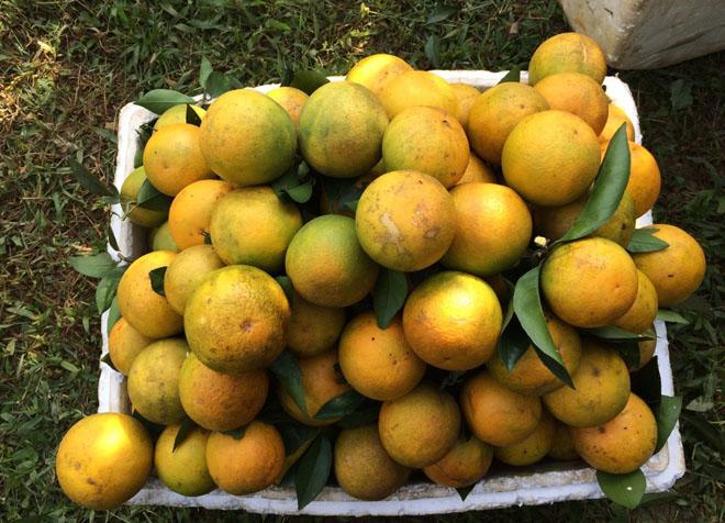 me tre 8x tro thanh “con buon” online nho… tram cam sau sinh khi o cu - 5