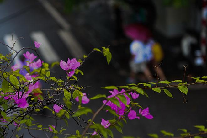 chum anh: ha noi "dep la" trong ngay gio lanh dau mua tran ve - 10