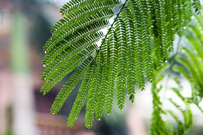 chum anh: ha noi "dep la" trong ngay gio lanh dau mua tran ve - 4