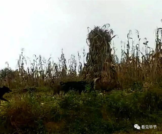 nhan cuoc goi tu nguoi la, bo me chet lang truoc hinh anh con gai trong benh vien - 4