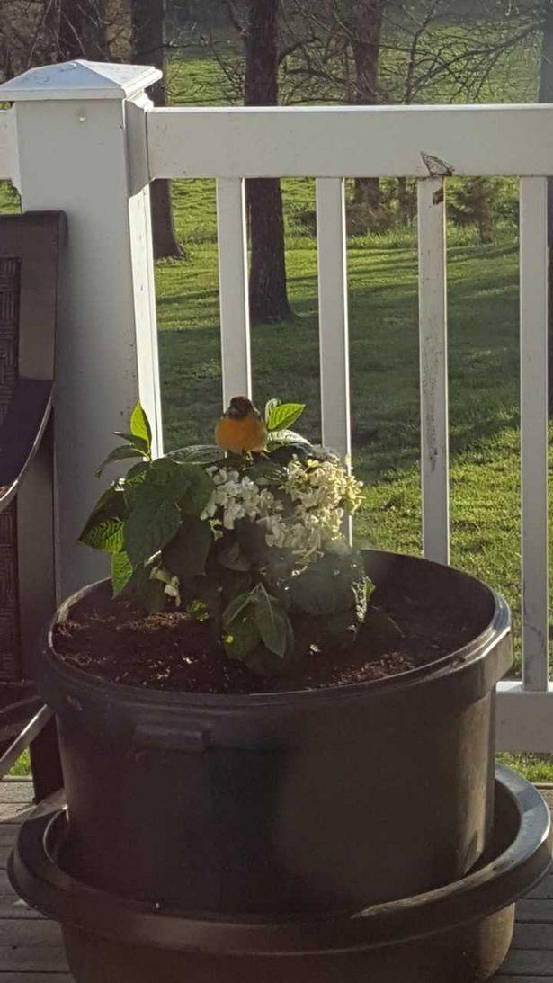 dang anh thai nhi 14 tuan du hinh hai, nguoi me lam rung dong hang trieu nguoi xem - 4