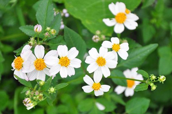 tay thi co bi thuat lam dep gi ma tung khien ngo vuong si me den nuoc mat nha tan? - 6