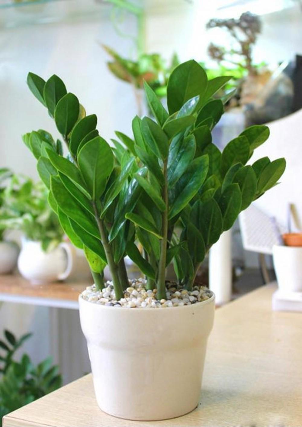 Cây cảnh phong thủy hợp với người tuổi Thìn 2 Trông cây kim phát tài gọi vận may, rước vào nhà tài lộc - Nhà đẹp