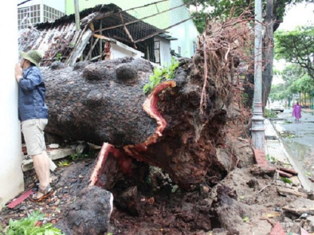 Bão số 9 quần thảo ở Vũng Tàu thổi bay cổ thụ 100 tuổi và cột điện