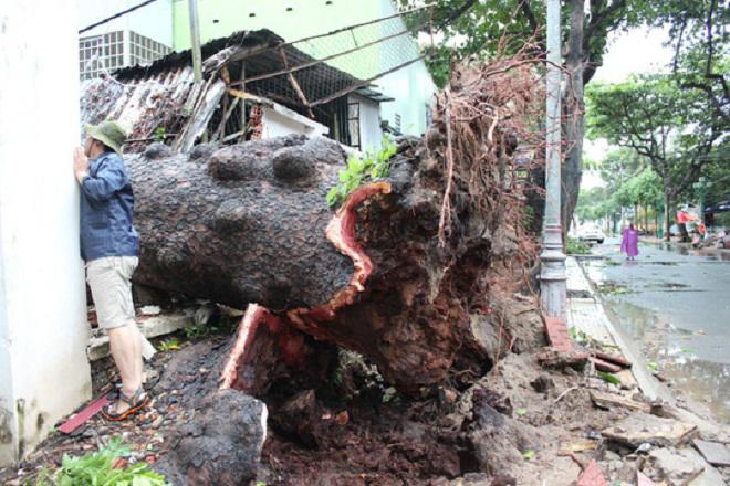 bao so 9 quan thao o vung tau "thoi bay" co thu 100 tuoi va cot dien - 1