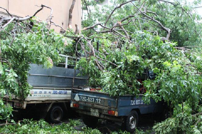 bao so 9 quan thao o vung tau "thoi bay" co thu 100 tuoi va cot dien - 2