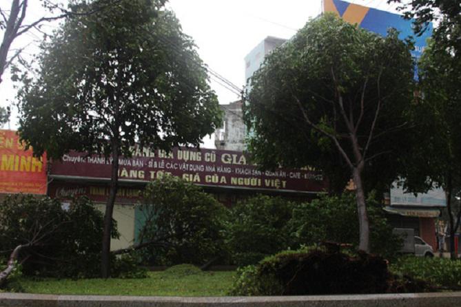 bao so 9 quan thao o vung tau "thoi bay" co thu 100 tuoi va cot dien - 3