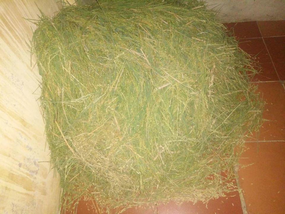 xot long gia canh cua be trai 4 tuoi bi co giao buoc day treo len cua vi tang dong - 3