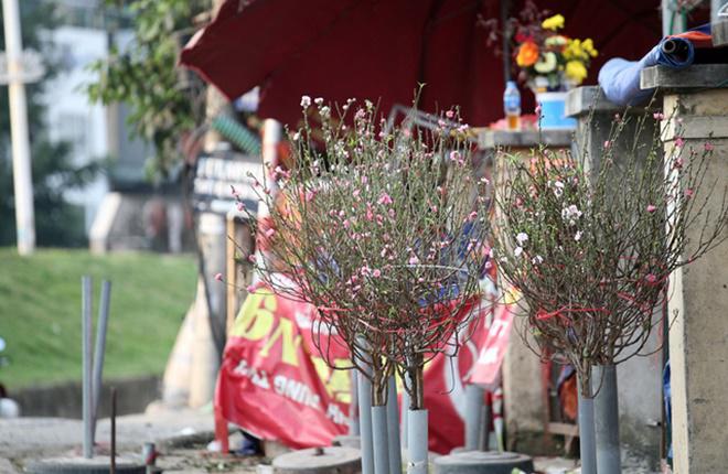 chuyen la: hoa dao bat ngo bung no ram ro, gia 200.000 dong/canh - 2