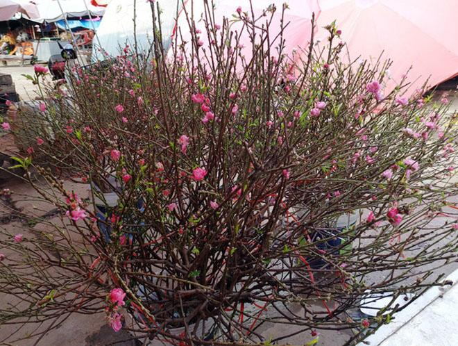 chuyen la: hoa dao bat ngo bung no ram ro, gia 200.000 dong/canh - 4