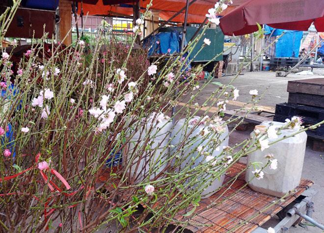 chuyen la: hoa dao bat ngo bung no ram ro, gia 200.000 dong/canh - 6