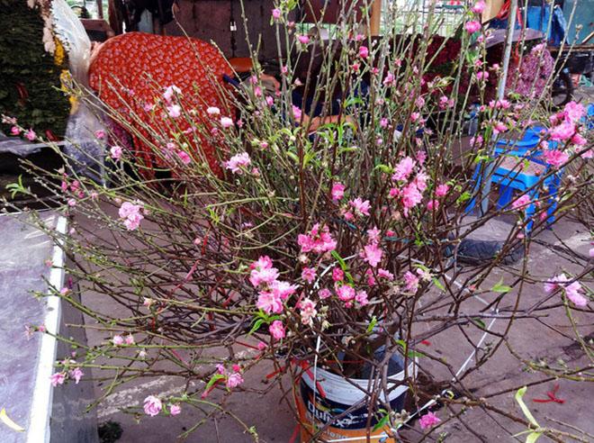 chuyen la: hoa dao bat ngo bung no ram ro, gia 200.000 dong/canh - 7