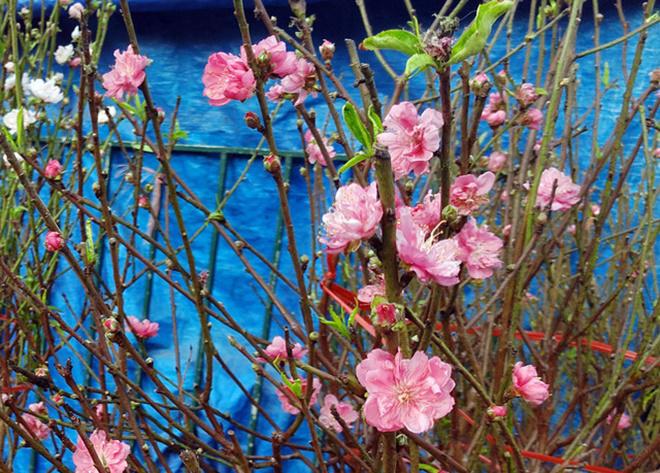 chuyen la: hoa dao bat ngo bung no ram ro, gia 200.000 dong/canh - 8