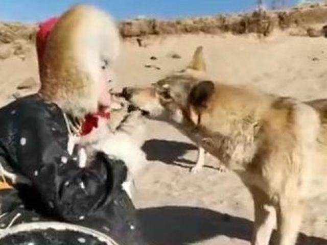 Sốc độc lạ: Cô gái 20 tuổi thuần hóa chó sói gây kinh ngạc mạng xã hội
