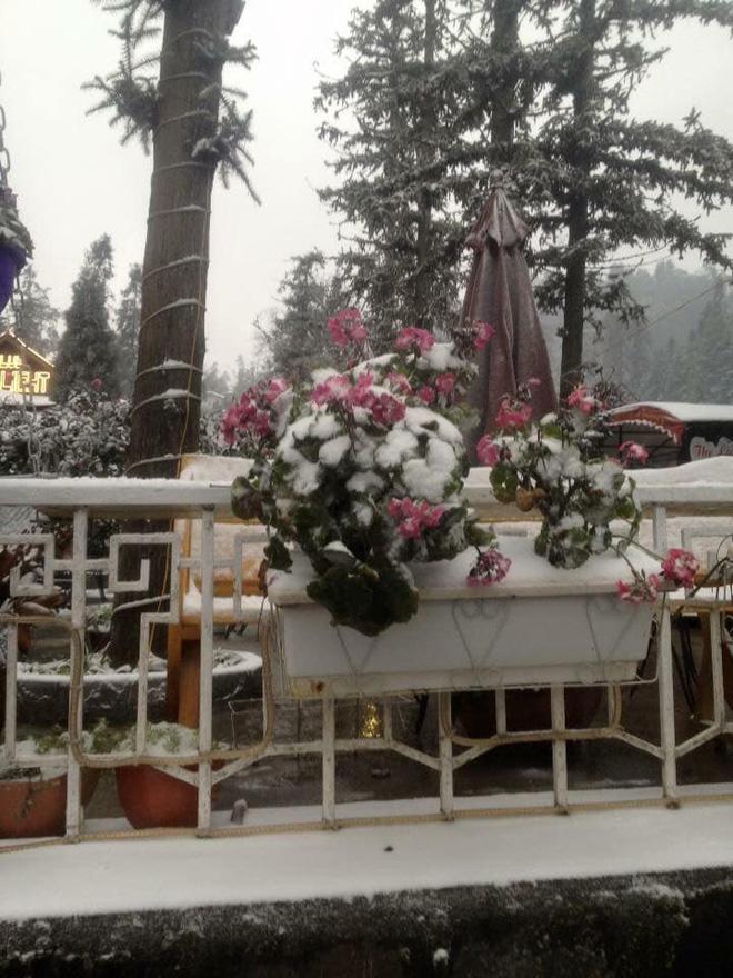 hinh anh sapa co tuyet chia se khap mang xa hoi va su that sau mot tam hinh - 2