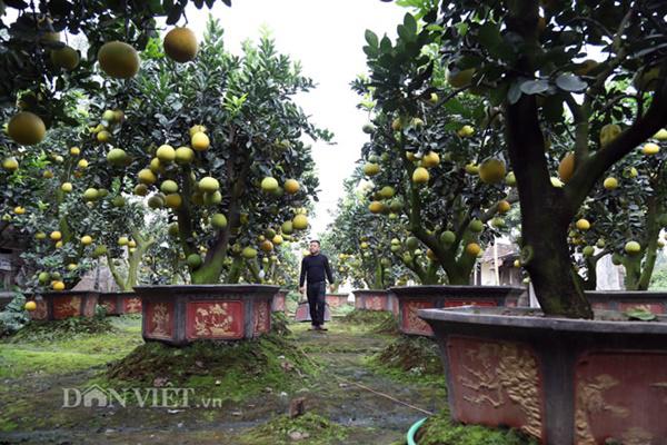 can canh vuon buoi canh co thu tien ty duoc dai gia