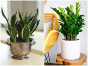 5 loại cây phong thủy chiêu tài đặt đâu tiền ào ào về đó, gia chủ rung đùi hưởng phúc 5 loại cây phong thủy chiêu tài đặt đâu tiền ào ào về đó, gia chủ rung đùi hưởng phúc