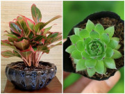 6 loại cây vừa hút kiệt bức xạ lại đại phú, đại quý, đặt đâu tiền chảy ngay về đó 6 loại cây vừa hút kiệt bức xạ lại đại phú, đại quý, đặt đâu tiền chảy ngay về đó