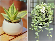 5 loại cây trồng ban công giúp chiêu tài, vượng vận nhà nào cũng nên đặt 5 loại cây trồng ban công giúp chiêu tài, vượng vận nhà nào cũng nên đặt