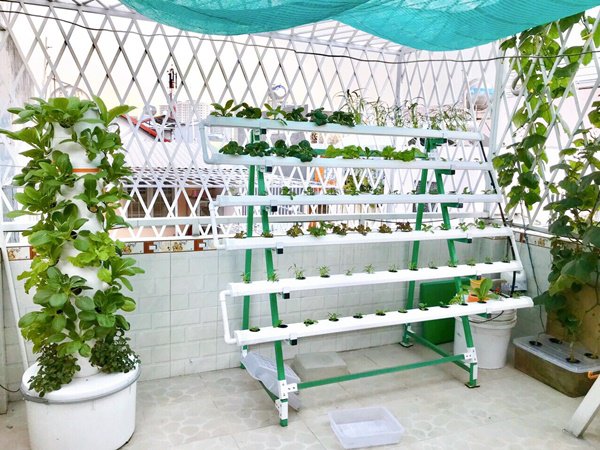 Mô hình trồng rau thủy sinh  tiết kiệm an toàn tuyệt đối  Thủy Canh Sài  Gòn