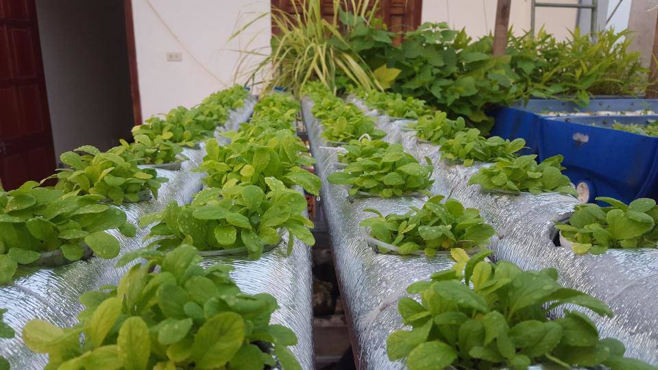 Khó rời mắt khỏi vườn rau trĩu trịt, cá béo mầm trên sân thượng của ông bố yêu gia đình - 5