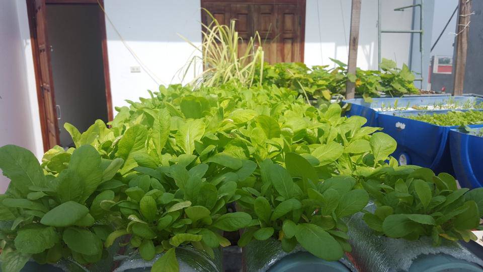 Khó rời mắt khỏi vườn rau trĩu trịt, cá béo mầm trên sân thượng của ông bố yêu gia đình - 3