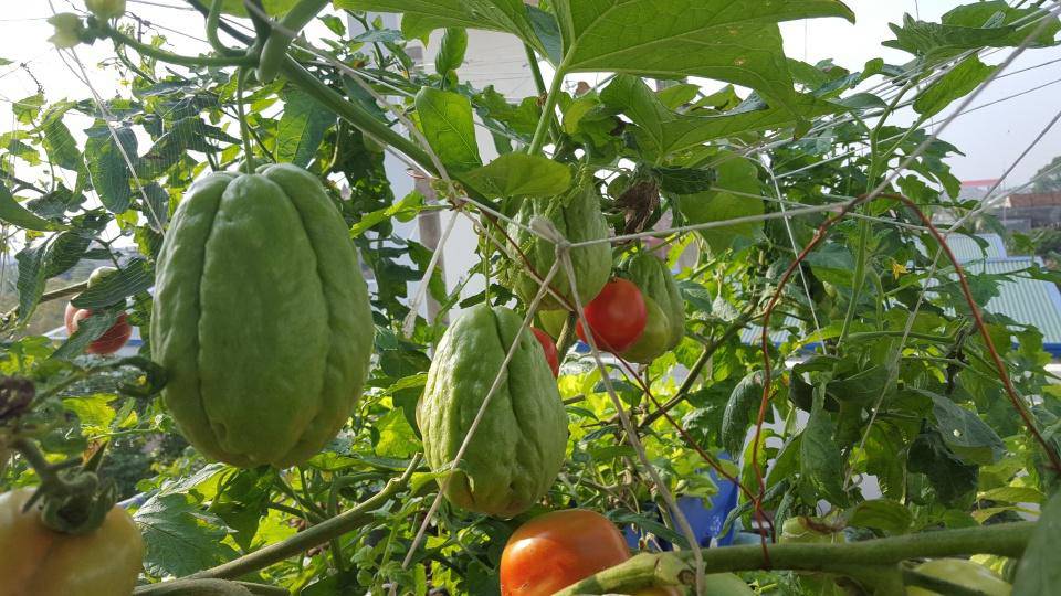 Khó rời mắt khỏi vườn rau trĩu trịt, cá béo mầm trên sân thượng của ông bố yêu gia đình - 4