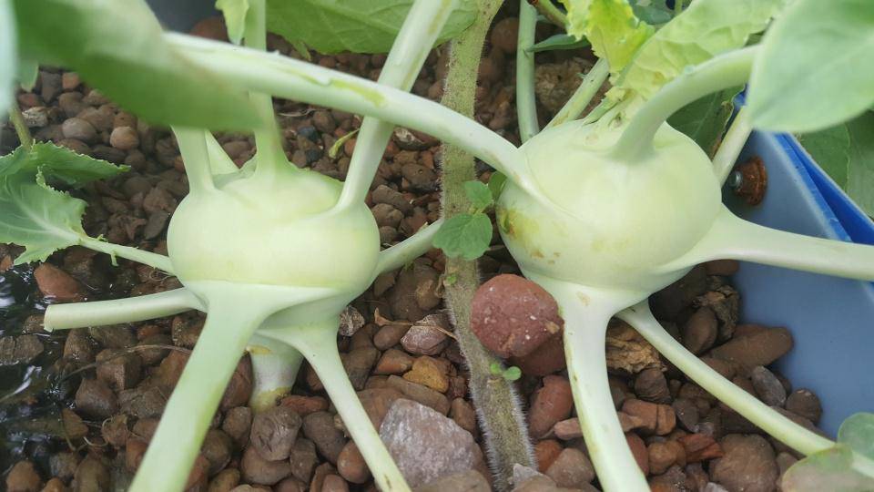 Khó rời mắt khỏi vườn rau trĩu trịt, cá béo mầm trên sân thượng của ông bố yêu gia đình - 7