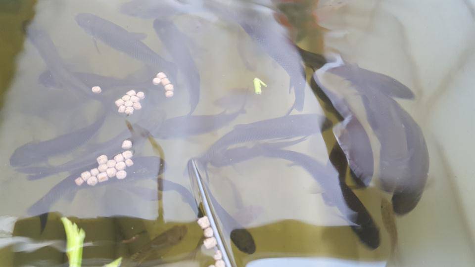 Khó rời mắt khỏi vườn rau trĩu trịt, cá béo mầm trên sân thượng của ông bố yêu gia đình - 9