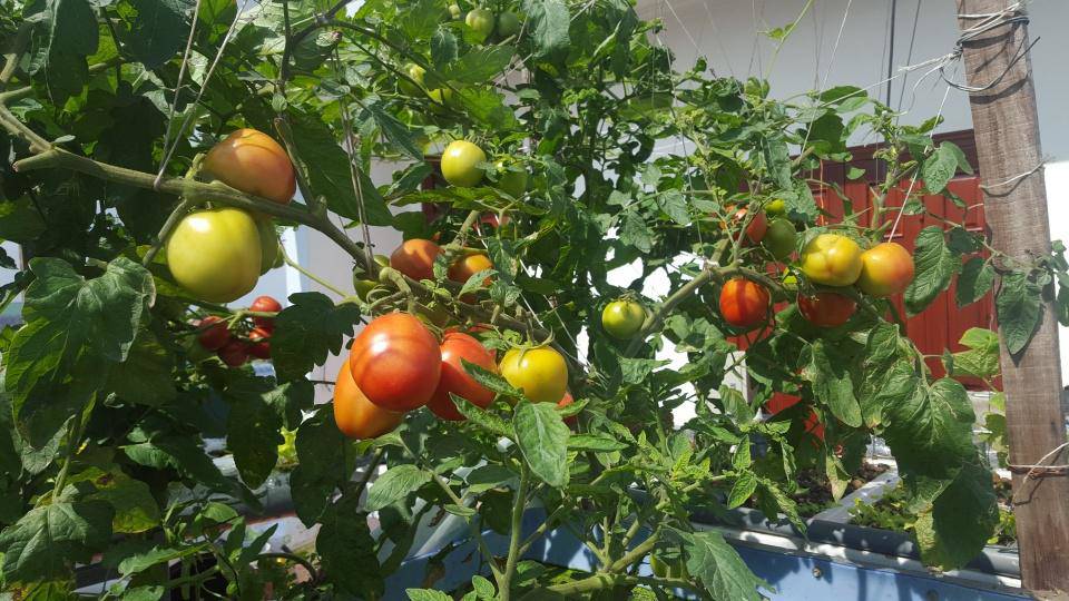 Khó rời mắt khỏi vườn rau trĩu trịt, cá béo mầm trên sân thượng của ông bố yêu gia đình - 10