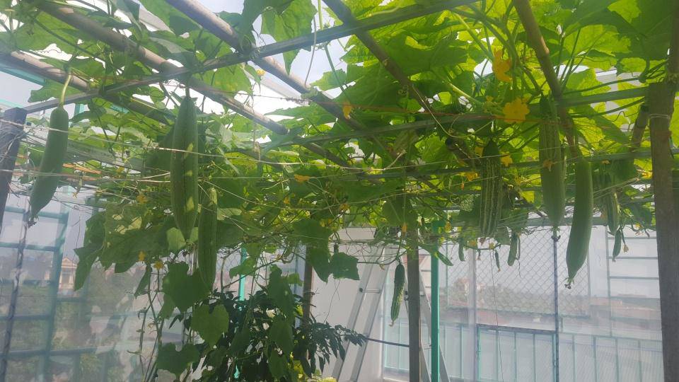 Khó rời mắt khỏi vườn rau trĩu trịt, cá béo mầm trên sân thượng của ông bố yêu gia đình - 8