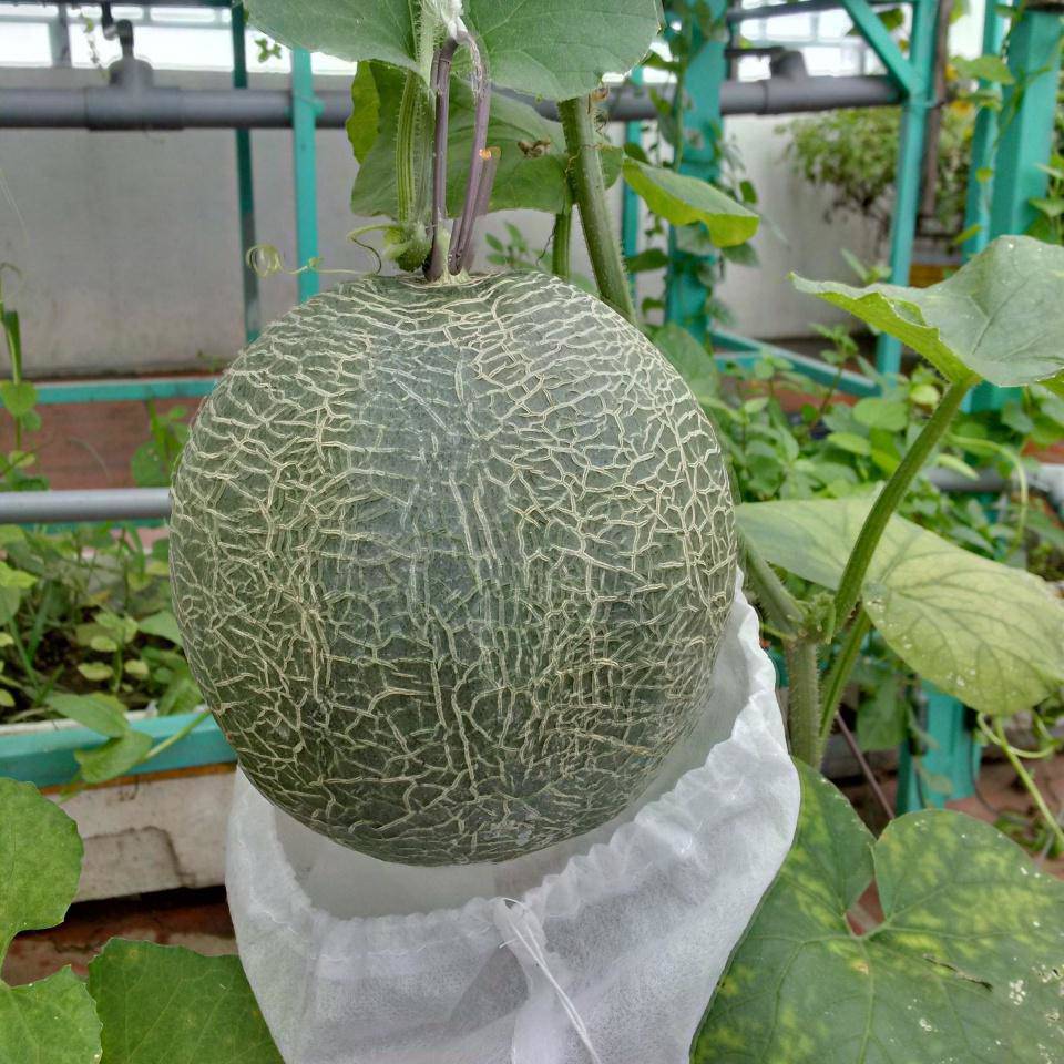 Khó rời mắt khỏi vườn rau trĩu trịt, cá béo mầm trên sân thượng của ông bố yêu gia đình - 11