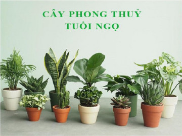 Có mấy màu phù hợp với tuổi Canh Ngọ 1990 và mệnh Thổ? 
