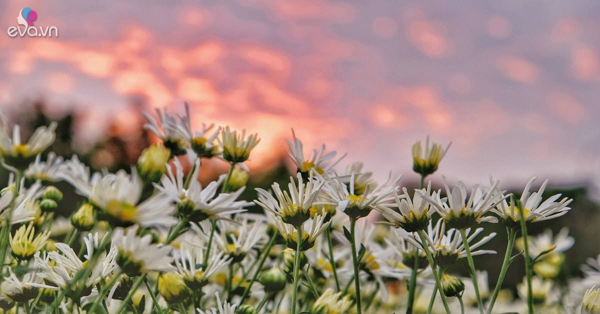 Hoa cúc họa mi vàng: Tận hưởng vẻ đẹp tuyệt vời của hoa cúc họa mi vàng, với những cánh hoa mềm mại và màu vàng tươi sáng. Nó sẽ đem lại cho bạn một cảm giác thư thái và thanh lịch, hòa mình vào với thiên nhiên và thưởng thức sự tươi mới của mùa xuân.