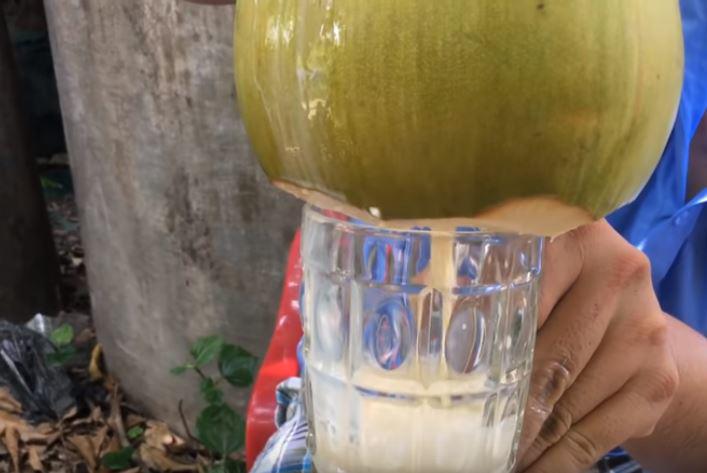 Thực hư giống dừa sữa chỉ có ở Miền Tây đang được nhiều người săn lùng - 1