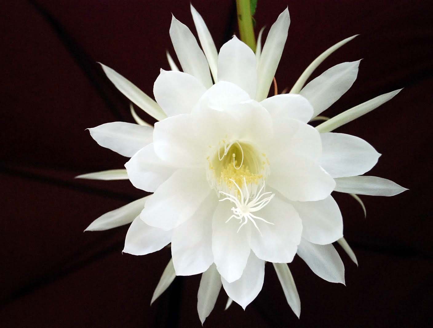9 loại hoa đẹp - độc - đắt đỏ nhất hành tinh, có 1 loại Việt Nam ai cũng biết - 8