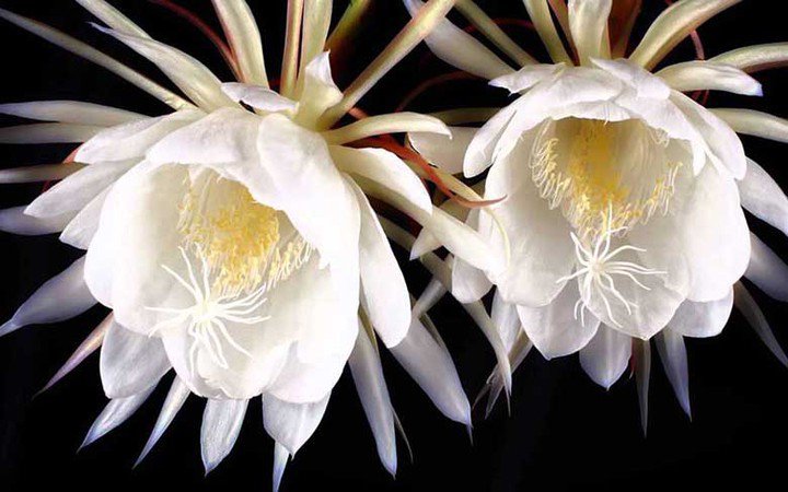 9 loại hoa đẹp - độc - đắt đỏ nhất hành tinh, có 1 loại Việt Nam ai cũng biết - 7