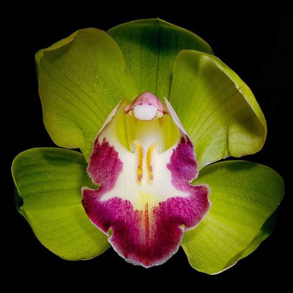 9 loại hoa đẹp - độc - đắt đỏ nhất hành tinh, có 1 loại Việt Nam ai cũng biết - 10