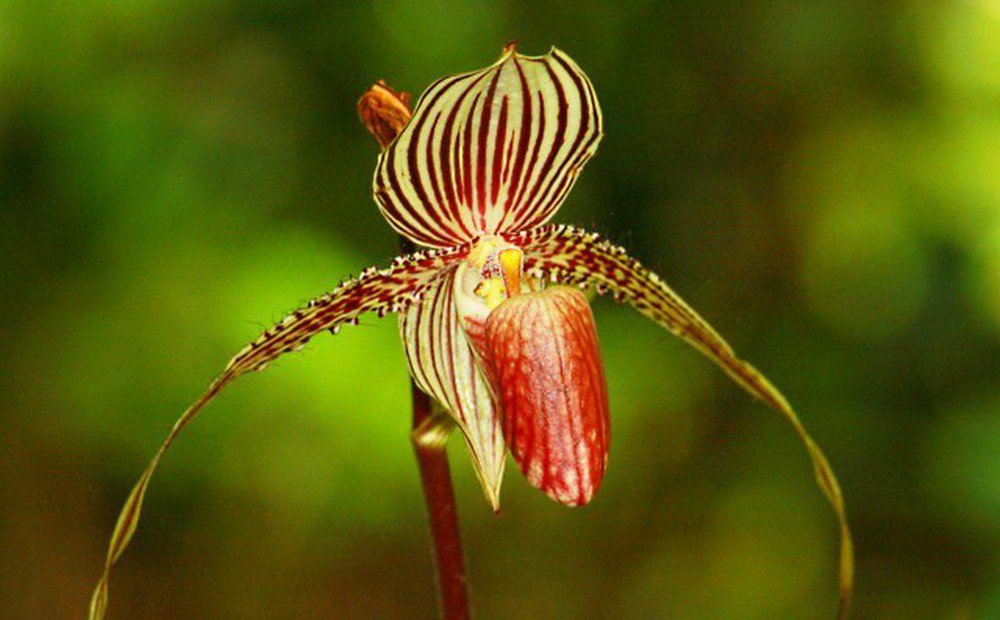 9 loại hoa đẹp - độc - đắt đỏ nhất hành tinh, có 1 loại Việt Nam ai cũng biết - 11