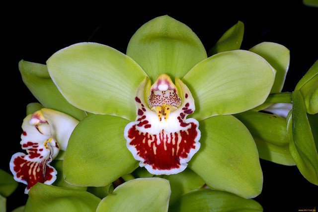 9 loại hoa đẹp - độc - đắt đỏ nhất hành tinh, có 1 loại Việt Nam ai cũng biết - 9