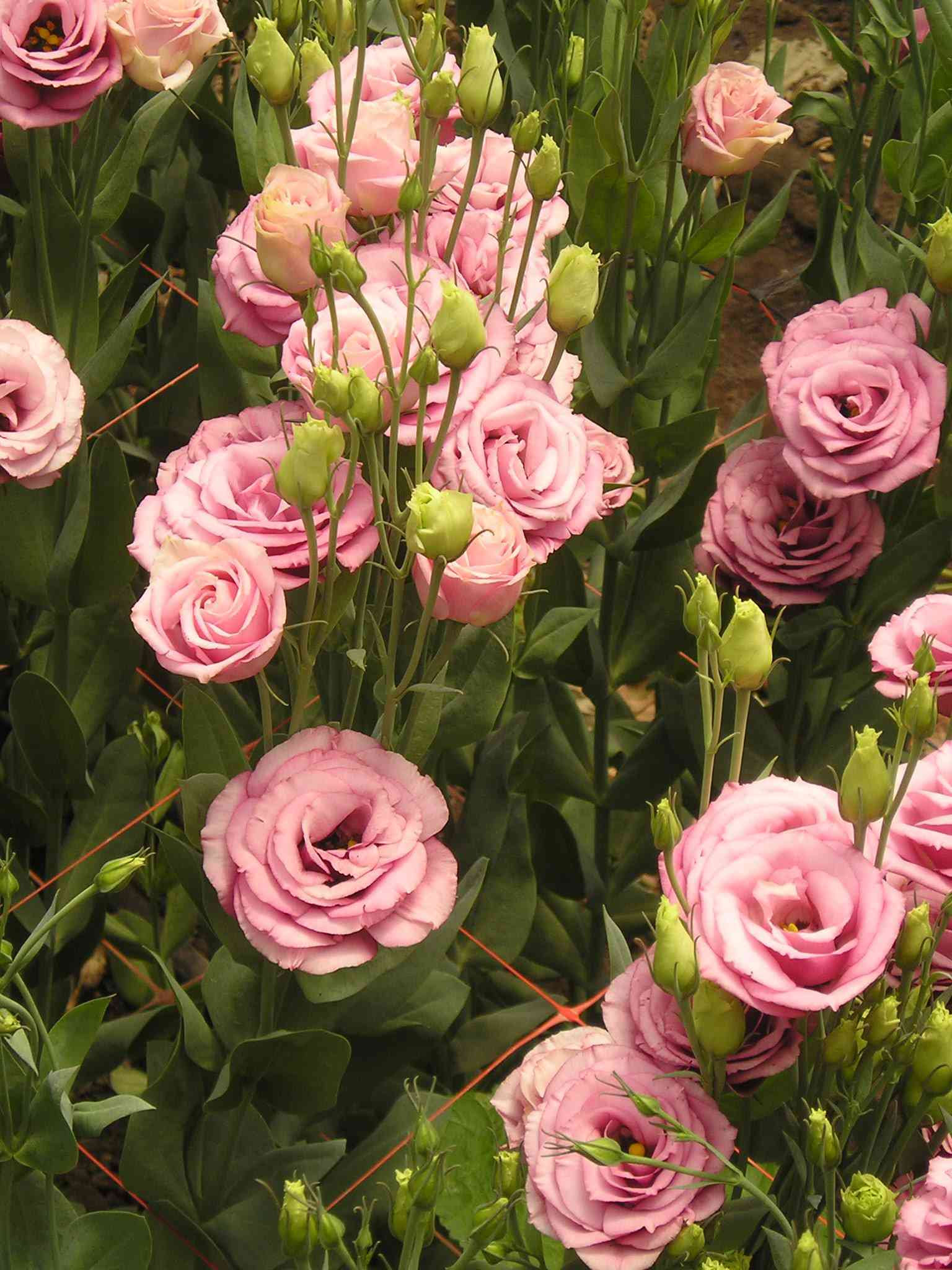 9 loại hoa đẹp - độc - đắt đỏ nhất hành tinh, có 1 loại Việt Nam ai cũng biết - 16