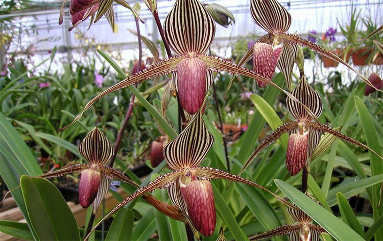 9 loại hoa đẹp - độc - đắt đỏ nhất hành tinh, có 1 loại Việt Nam ai cũng biết - 12