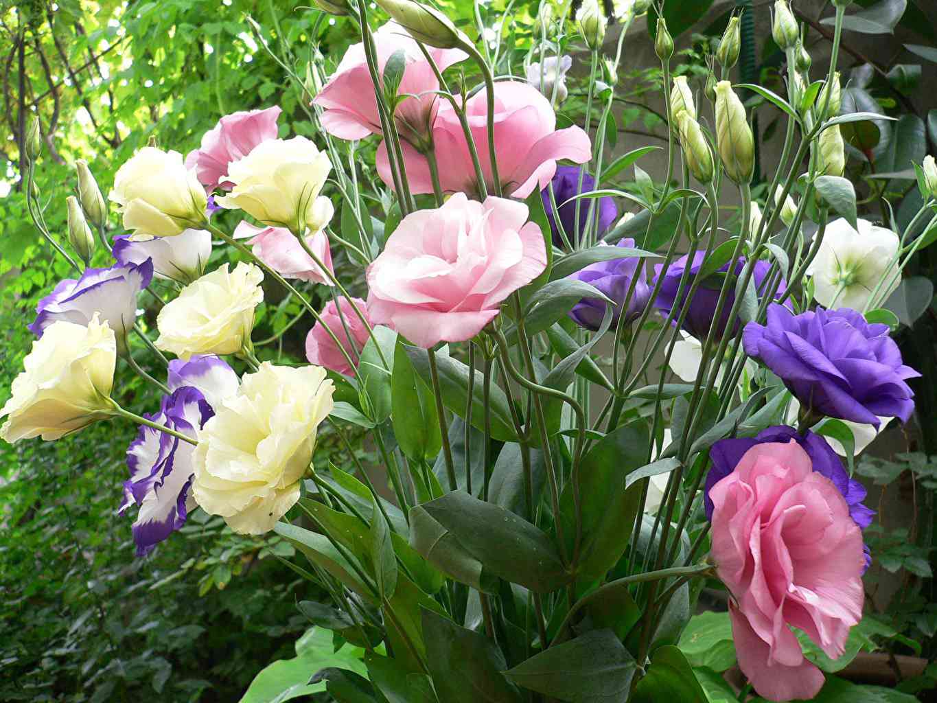 9 loại hoa đẹp - độc - đắt đỏ nhất hành tinh, có 1 loại Việt Nam ai cũng biết - 17