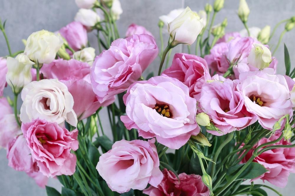 9 loại hoa đẹp - độc - đắt đỏ nhất hành tinh, có 1 loại Việt Nam ai cũng biết - 18