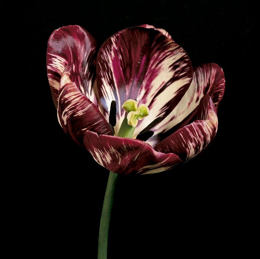 9 loại hoa đẹp - độc - đắt đỏ nhất hành tinh, có 1 loại Việt Nam ai cũng biết - 19