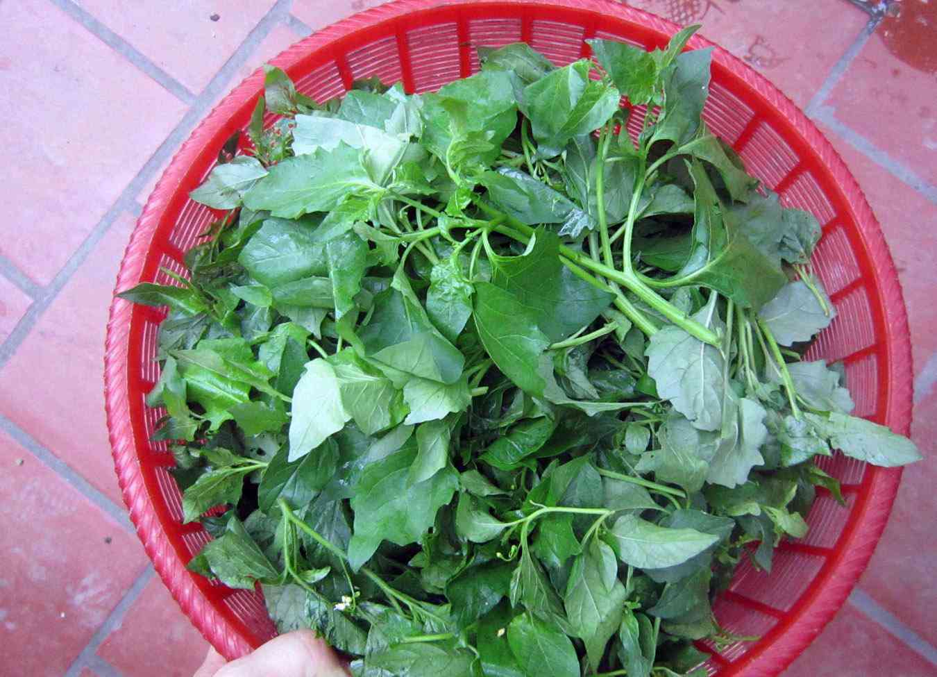 7 loại rau rừng tên lạ- đặc sản ăn là nghiện của đồng bào Tây Bắc